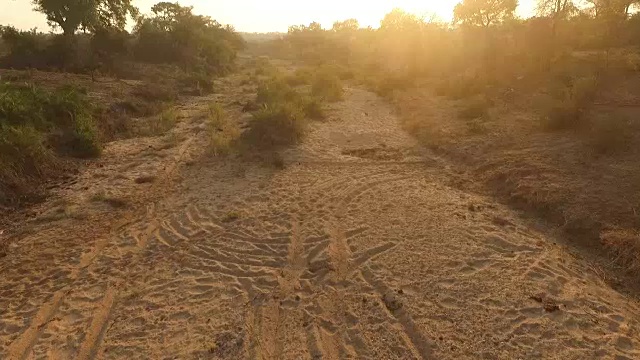 南非克鲁格国家公园，空中拍摄的水牛群在日出时穿过峡谷视频素材
