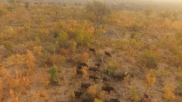 南非克鲁格国家公园，野牛群在傍晚的阳光下穿过金色的林地视频素材