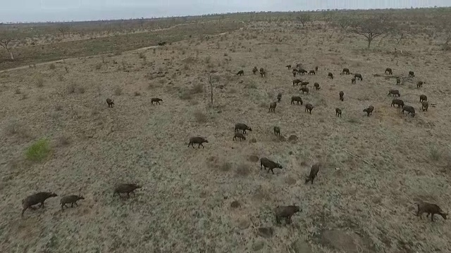 在南非克鲁格国家公园非常干燥的条件下，空中的水牛她视频素材