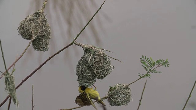 南非克鲁格国家公园，女织女扇动着翅膀，对着男织女呱呱地叫着，男织女拿着一片草去筑巢视频下载
