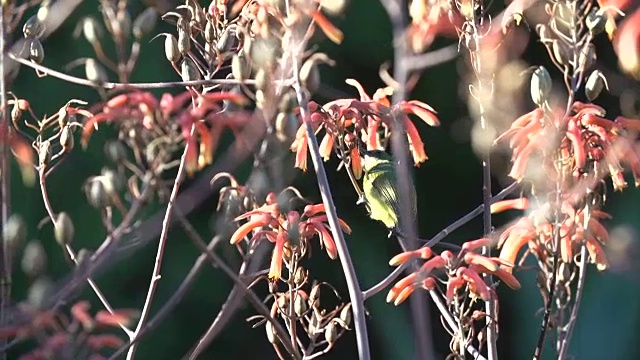 南非克鲁格国家公园，黄腹太阳鸟正在吃芦荟视频素材