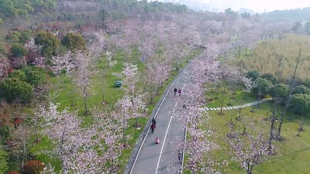 无锡景逵公园里的樱花视频素材