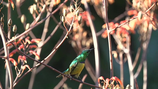 在南非克鲁格国家公园的芦荟枝上，雄性黄腹太阳鸟正在为雌性太阳鸟表演视频下载