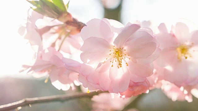 春天樱花盛开的树枝视频素材