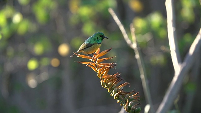 南非克鲁格国家公园，黄腹太阳鸟以芦荟为食，然后摇掉嘴里的花蜜视频下载
