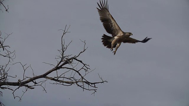褐鹰从南非克鲁格国家公园的树枝上起飞视频下载