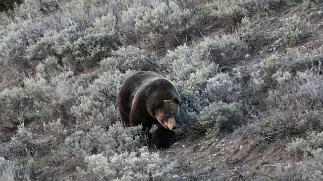 早春，一只雄性大灰熊(Ursus arctos)在山艾树丛中行走视频下载