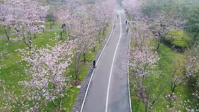 无锡景逵公园里的樱花视频下载