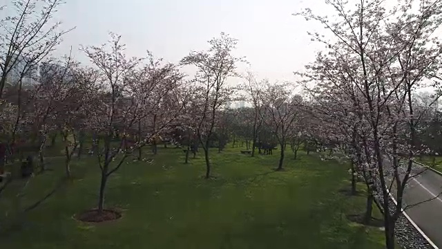 鸟瞰无锡市景逵公园里的樱花视频下载