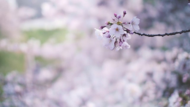 日本樱花视频素材