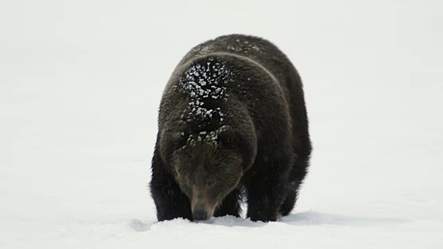 TS拍摄到一只600磅重的雄性灰熊(熊氏灰熊)穿过春雪直接进入镜头视频下载