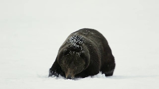 TS拍摄到一只600磅重的雄性灰熊(熊氏灰熊)穿过春雪直接进入镜头视频下载