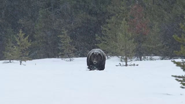 WS拍摄到一只600磅重的雄性灰熊(熊氏灰熊)穿过春雪直接进入镜头视频下载