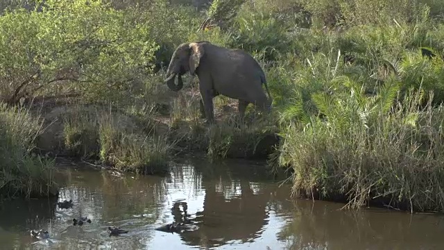 南非克鲁格国家公园，大象在河边的芦苇丛里觅食，而河马则躺在池水里视频下载