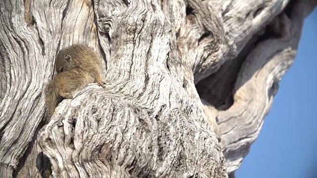 南非克鲁格国家公园，一只树松鼠在一棵枯死的利德伍德树上慢动作地梳理着自己视频素材