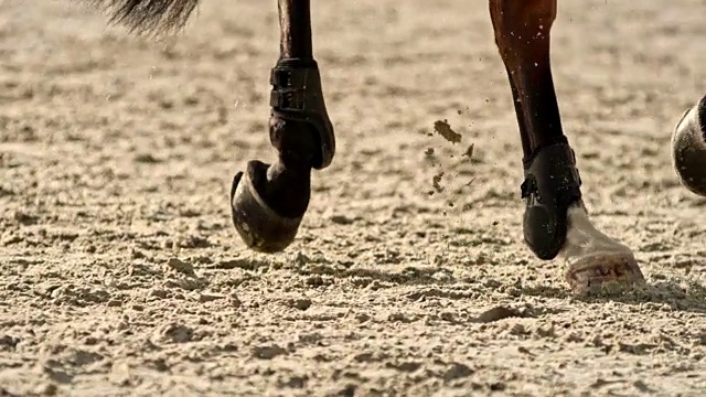 SLO MO TS在阳光明媚的竞技场上奔跑的棕色马的腿视频素材