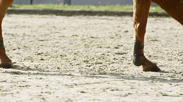 SLO MO TS棕色的马和他的骑手在一个阳光灿烂的竞技场奔驰视频下载