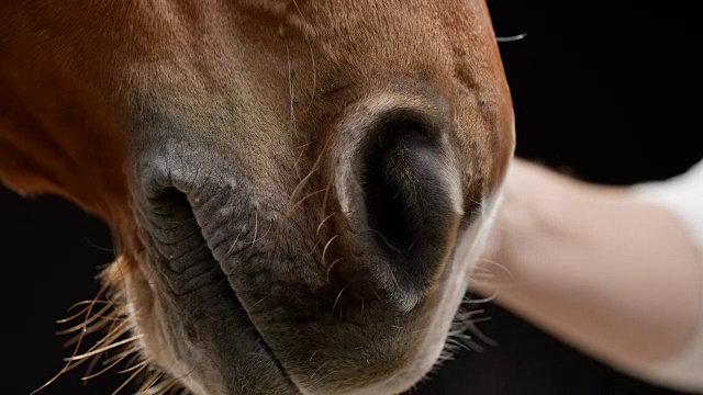 棕色马的口鼻被一只女性的手宠爱着视频下载