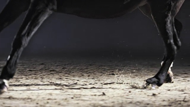 SLO MO DS黑马在晚上的骑马大厅里奔跑视频下载