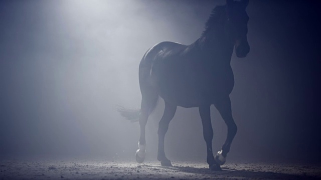SLO MO马在夜晚的迷雾中行走视频素材