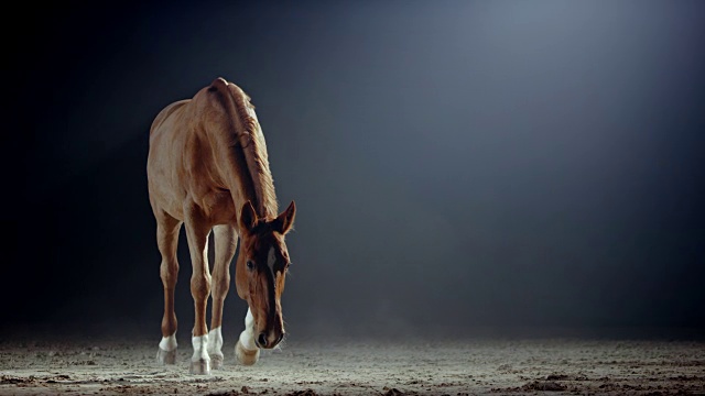 晚上骑马大厅里的棕色马视频素材