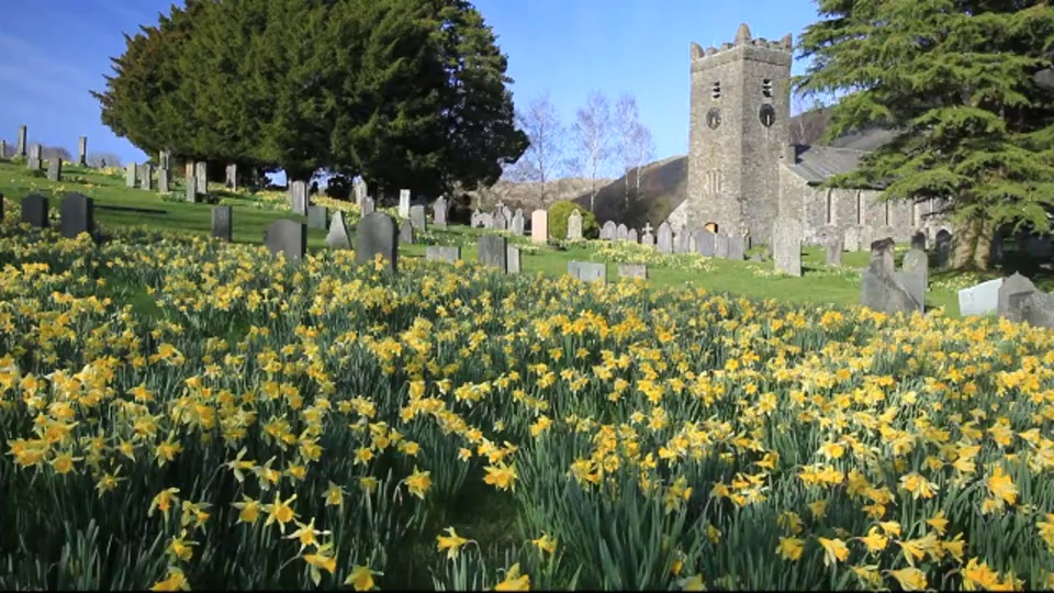 野生水仙花生长在特鲁贝克教堂墓地在湖区国家公园，坎布里亚，英国。视频素材