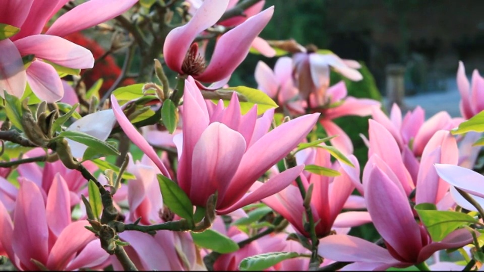 英国坎布里亚郡湖区温德米尔的霍勒希尔花园，一棵粉红色的木兰树正在开花。视频下载