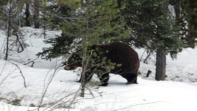 MS拍摄到一只600磅重的雄性灰熊(熊熊)在春雪中行走视频下载