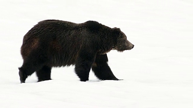 TS/MS拍摄到一只600磅重的雄性灰熊(熊氏灰熊)在春雪中行走视频下载