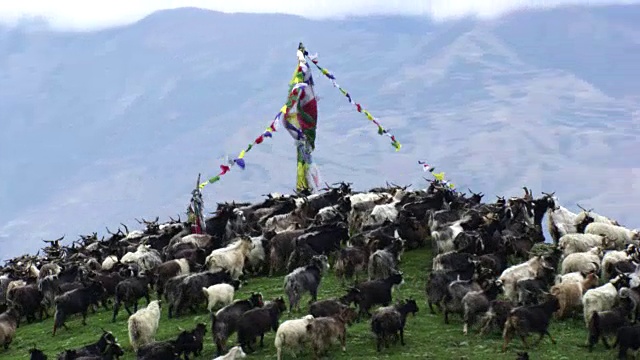 尼泊尔:山上的一群羊视频下载