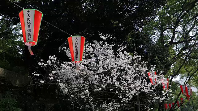樱花,樱花视频素材