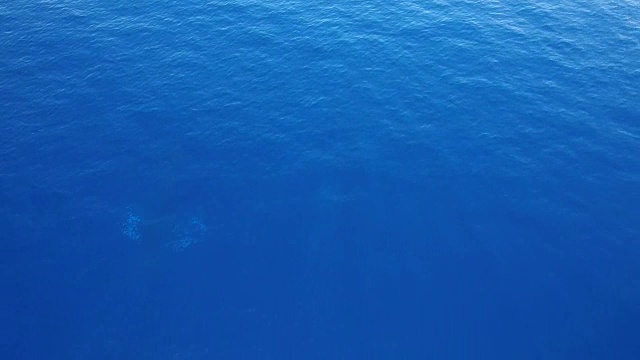 座头鲸缺口鸟瞰图视频下载