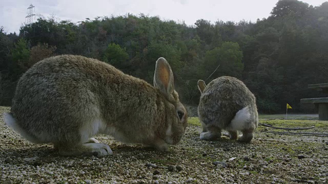 大野岛的兔子视频素材
