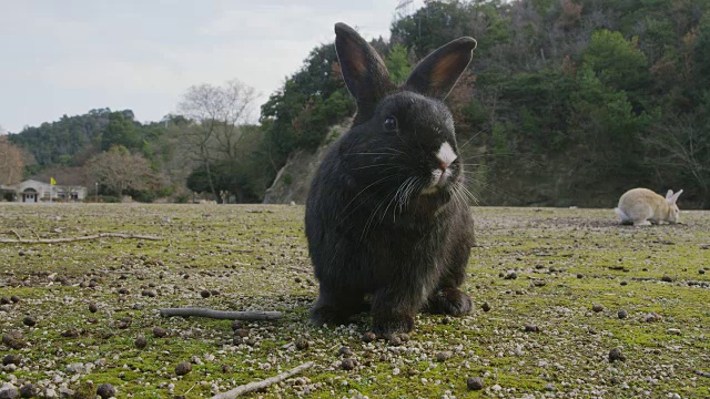 大野岛的兔子视频素材