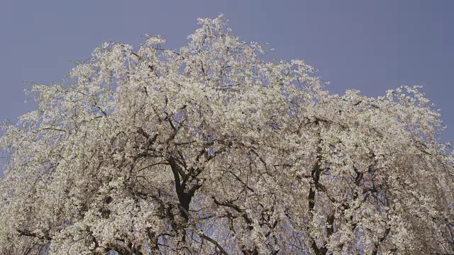 哭泣的樱花视频素材