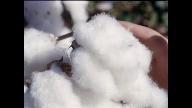 美国棉花田的手触摸棉花植株视频下载
