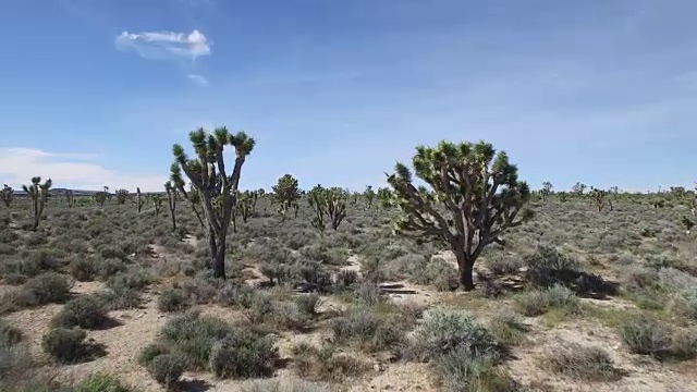 约书亚树国家森林，沙漠贫瘠的土地，没有人与偏远的位置仙人掌加利福尼亚沙漠，莫哈韦沙漠，与极端地形4K自然/野生动物/天气视频下载