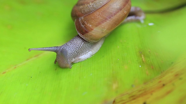 蜗牛在叶视频素材