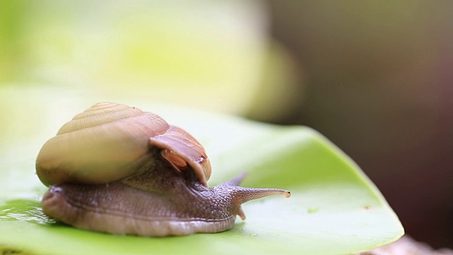 蜗牛在叶视频素材