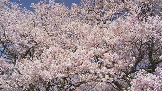 高田乔希公园的樱花视频素材