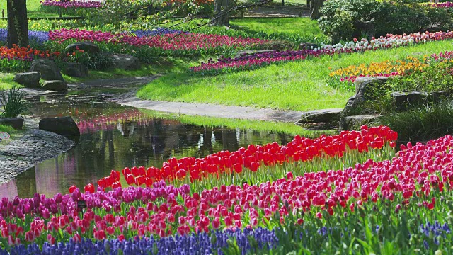 昭和纪念公园的郁金香花园视频素材