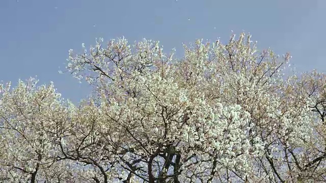 瓦尼祖卡的一棵老樱桃树视频素材