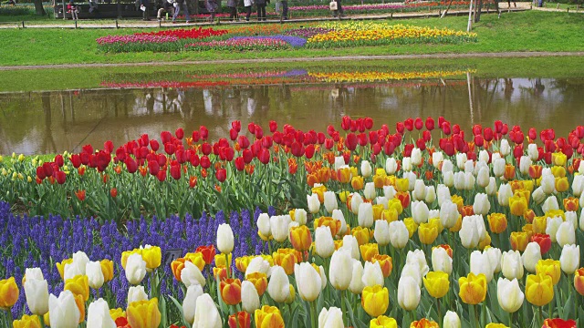 昭和纪念公园的郁金香花园视频素材