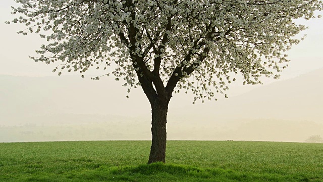 德国巴伐利亚春天盛开的樱桃树视频素材