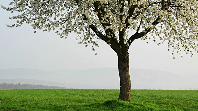德国巴伐利亚春天盛开的樱桃树视频素材