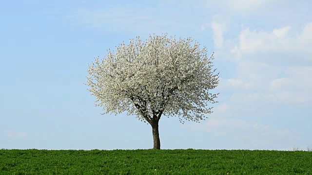 德国巴伐利亚春天盛开的樱桃树视频下载