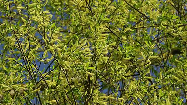 柳树，黄柳树，黄柳，春天开花，德国巴伐利亚视频素材