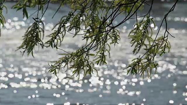 德国巴伐利亚州，河边的柳枝与背光视频素材