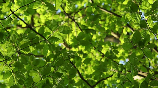 德国巴伐利亚州的角木，鹅耳枥，白色山毛榉，春天的叶子视频素材
