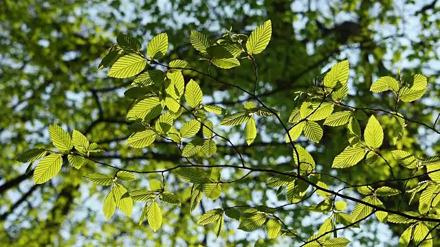 德国巴伐利亚州的角木，鹅耳枥，白色山毛榉，春天的叶子视频素材